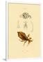 Leaf Insect, 1833-39-null-Framed Giclee Print