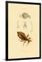 Leaf Insect, 1833-39-null-Framed Giclee Print