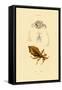 Leaf Insect, 1833-39-null-Framed Stretched Canvas