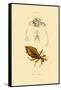 Leaf Insect, 1833-39-null-Framed Stretched Canvas