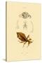 Leaf Insect, 1833-39-null-Stretched Canvas