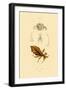 Leaf Insect, 1833-39-null-Framed Giclee Print