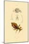 Leaf Insect, 1833-39-null-Mounted Giclee Print