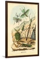 Leaf Insect, 1863-79-Raimundo Petraroja-Framed Giclee Print