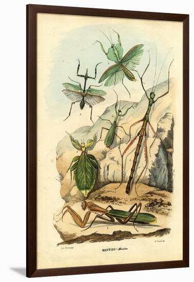 Leaf Insect, 1863-79-Raimundo Petraroja-Framed Giclee Print