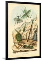 Leaf Insect, 1863-79-Raimundo Petraroja-Framed Giclee Print