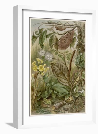 Leaf Insects-null-Framed Art Print