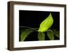 Leaf Katydid, Yasuni NP, Amazon Rainforest, Ecuador-Pete Oxford-Framed Photographic Print