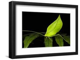 Leaf Katydid, Yasuni NP, Amazon Rainforest, Ecuador-Pete Oxford-Framed Photographic Print