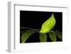 Leaf Katydid, Yasuni NP, Amazon Rainforest, Ecuador-Pete Oxford-Framed Photographic Print