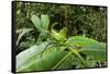 Leaf Katydid, Yasuni NP, Amazon Rainforest, Ecuador-Pete Oxford-Framed Stretched Canvas