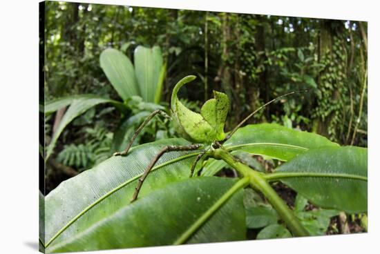 Leaf Katydid, Yasuni NP, Amazon Rainforest, Ecuador-Pete Oxford-Stretched Canvas