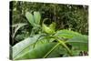 Leaf Katydid, Yasuni NP, Amazon Rainforest, Ecuador-Pete Oxford-Stretched Canvas