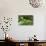 Leaf Katydid, Yasuni NP, Amazon Rainforest, Ecuador-Pete Oxford-Photographic Print displayed on a wall