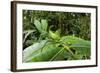 Leaf Katydid, Yasuni NP, Amazon Rainforest, Ecuador-Pete Oxford-Framed Photographic Print