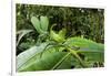 Leaf Katydid, Yasuni NP, Amazon Rainforest, Ecuador-Pete Oxford-Framed Photographic Print