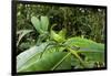 Leaf Katydid, Yasuni NP, Amazon Rainforest, Ecuador-Pete Oxford-Framed Photographic Print