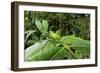 Leaf Katydid, Yasuni NP, Amazon Rainforest, Ecuador-Pete Oxford-Framed Photographic Print