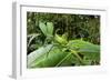 Leaf Katydid, Yasuni NP, Amazon Rainforest, Ecuador-Pete Oxford-Framed Photographic Print