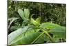 Leaf Katydid, Yasuni NP, Amazon Rainforest, Ecuador-Pete Oxford-Mounted Photographic Print