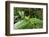 Leaf Katydid, Yasuni NP, Amazon Rainforest, Ecuador-Pete Oxford-Framed Photographic Print