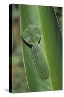 Leaf Mantis Camouflaged on a Leaf-DLILLC-Stretched Canvas