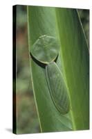 Leaf Mantis Camouflaged on a Leaf-DLILLC-Stretched Canvas