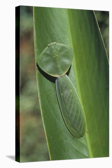 Leaf Mantis Camouflaged on a Leaf-DLILLC-Stretched Canvas