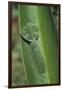 Leaf Mantis Camouflaged on a Leaf-DLILLC-Framed Photographic Print