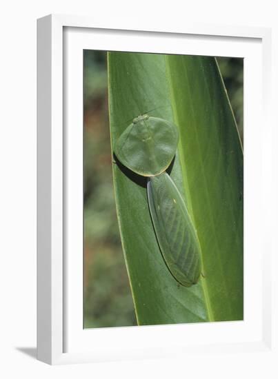 Leaf Mantis Camouflaged on a Leaf-DLILLC-Framed Photographic Print