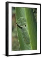 Leaf Mantis Camouflaged on a Leaf-DLILLC-Framed Photographic Print