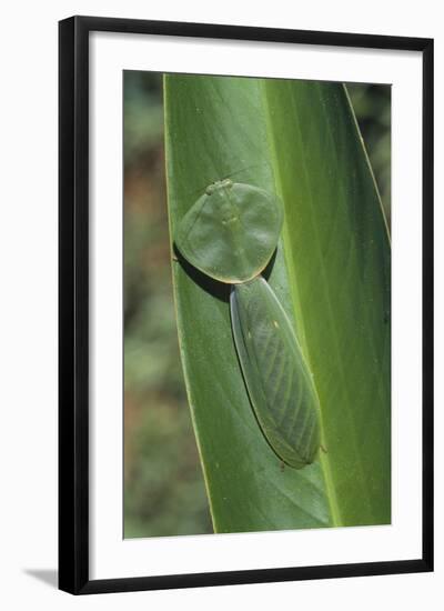 Leaf Mantis Camouflaged on a Leaf-DLILLC-Framed Photographic Print