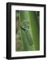 Leaf Mantis Camouflaged on a Leaf-DLILLC-Framed Photographic Print