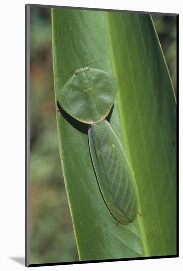 Leaf Mantis Camouflaged on a Leaf-DLILLC-Mounted Photographic Print