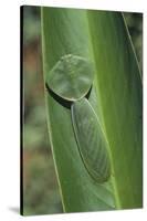 Leaf Mantis Camouflaged on a Leaf-DLILLC-Stretched Canvas