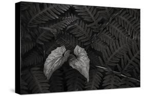 Leaf Nook-Andrew Geiger-Stretched Canvas