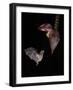 Leaf-nosed bat flying to banana flower to feed, Costa Rica-Paul Hobson-Framed Photographic Print