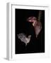 Leaf-nosed bat flying to banana flower to feed, Costa Rica-Paul Hobson-Framed Photographic Print