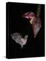 Leaf-nosed bat flying to banana flower to feed, Costa Rica-Paul Hobson-Stretched Canvas