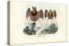 Leaf-Nosed Bats, 1863-79-Raimundo Petraroja-Stretched Canvas