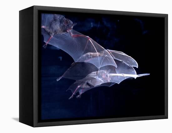 Leaf-nosed Fruit Bat Triple in Flight, Native to South America-David Northcott-Framed Stretched Canvas