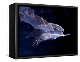 Leaf-nosed Fruit Bat Triple in Flight, Native to South America-David Northcott-Framed Stretched Canvas