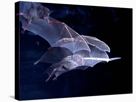 Leaf-nosed Fruit Bat Triple in Flight, Native to South America-David Northcott-Stretched Canvas