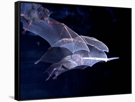 Leaf-nosed Fruit Bat Triple in Flight, Native to South America-David Northcott-Framed Stretched Canvas