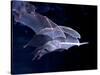 Leaf-nosed Fruit Bat Triple in Flight, Native to South America-David Northcott-Stretched Canvas