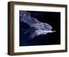 Leaf-nosed Fruit Bat Triple in Flight, Native to South America-David Northcott-Framed Photographic Print