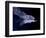 Leaf-nosed Fruit Bat Triple in Flight, Native to South America-David Northcott-Framed Photographic Print