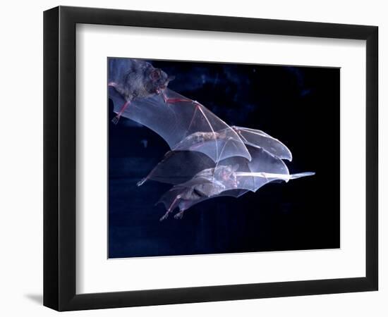 Leaf-nosed Fruit Bat Triple in Flight, Native to South America-David Northcott-Framed Photographic Print