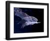 Leaf-nosed Fruit Bat Triple in Flight, Native to South America-David Northcott-Framed Photographic Print