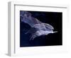 Leaf-nosed Fruit Bat Triple in Flight, Native to South America-David Northcott-Framed Photographic Print